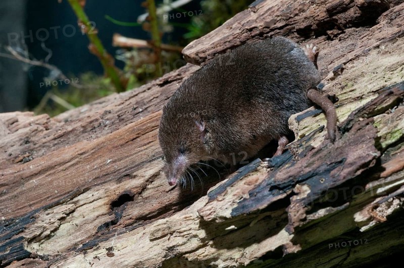 Common shrew, insectivora, insectivora, sorex araneus, wood shrew, mammals, shrew, mammals