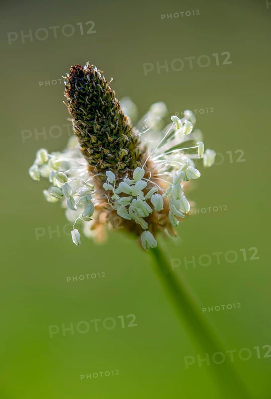English plantain, medicinal plantain, narrowleaf plantain, plantago lanceolata, ribwort plantain, sheep tongue, seven-rib, pointed plantain, pointed feathery, plantain, flora, high size, portrait format, plants, plants