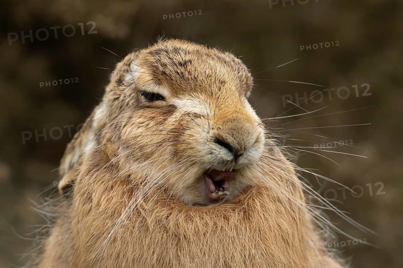 European brown hare (Lepus europaeus) adult sleepy animal yawning in grassland, England, United Kingdom