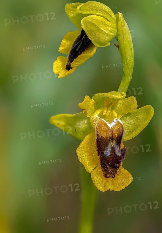 Yellow ragwort, granelli, Italy, ophrys lutea, orchidaceae, orchids, orchid plants, Pantani Cuba and longarini, yellow bee orchid, migratory bird sanctuary Pantani Cuba & longarini, flora, high size, portrait format, Italy, plants, plants, Sicily, foundation for biodiversity