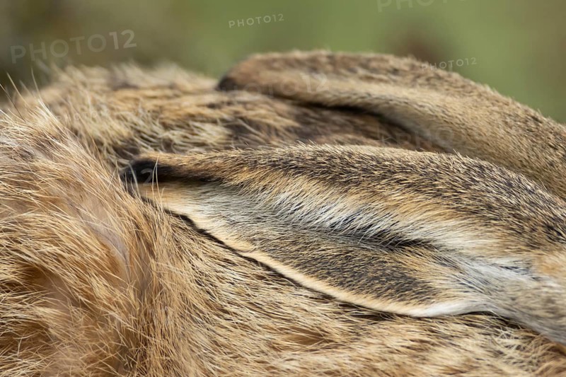 European brown hare (Lepus europaeus) adult animal close up of its ear, England, United Kingdom