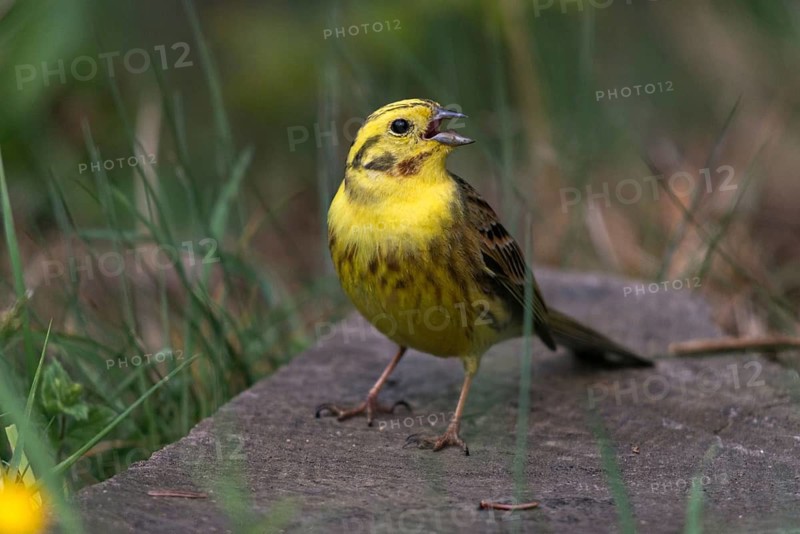 Emberiza citrinella, Yellowhammer, Yellowhammer, birds, song, male, passeri, singing, songbirds, birds