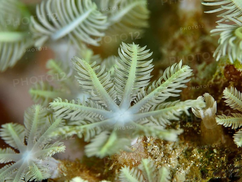 Close-up of light green tube corals (Clavularia viridis) with a delicate, branched structure, at the Gondol Bay dive site, Gondol, Bali, Indonesia