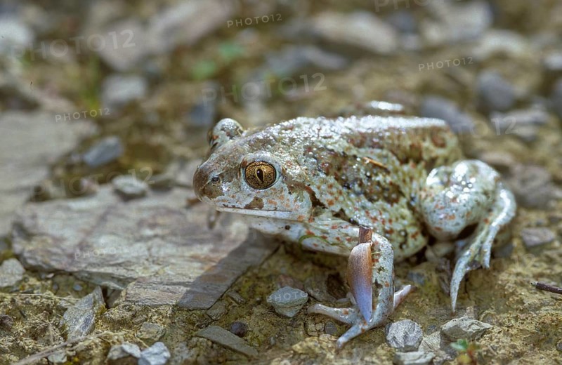 Common spadefoot, garlic toad, pelobates fuscus, amphibians, amphibians, amphibians, amphibians