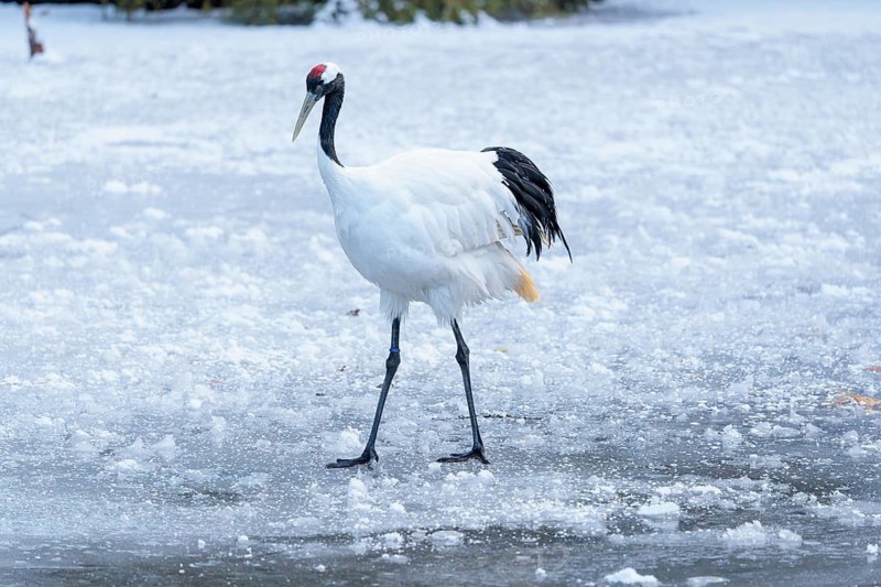 A red-crowned crane (Grus japonensis) walks across the snow-covered ice of a frozen river. china, East Russia, Japan, North Korea, South Korea