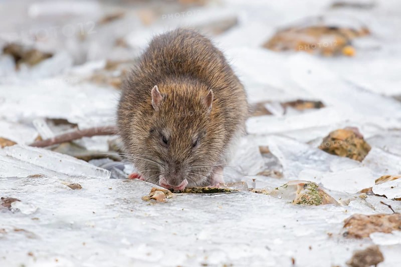 European brown rat (Rattus norvegicus) adult animal feeding on seed on ice of a frozen lake in winter, England, United Kingdom