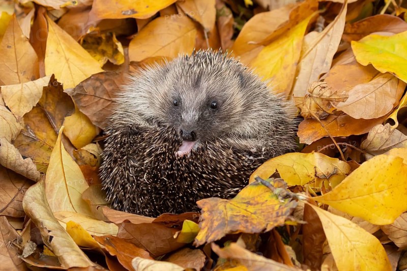 European hedgehog (Erinaceus europaeus) adult animal resting on fallen autumn colour leaves, England, United Kingdom