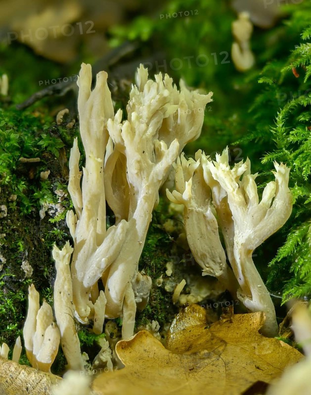 Clavulina coralloides, Clavulina cristata, antler-shaped coral, comb-shaped coral, comb-shaped club mushroom, worsted coral, Ramaria cristata, goatbeard, crested coral fungus, fungi, fungus, high size, vertical format, mushrooms, white coral fungus