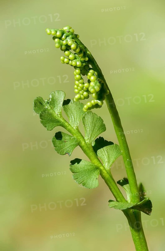 Botrychium lunaria, moonworm, moonworm fern, snake tongue, ophioglossaceae, common moonwort, flora, high size, portrait format, moonwort, mountain melick, plants, plants