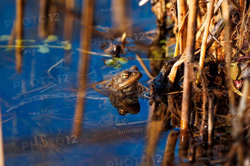 A frog swims in the blue water amongst the reeds in its natural habitat, common toad (Bufo bufo), spawning grounds, close-up, Hesse, Germany