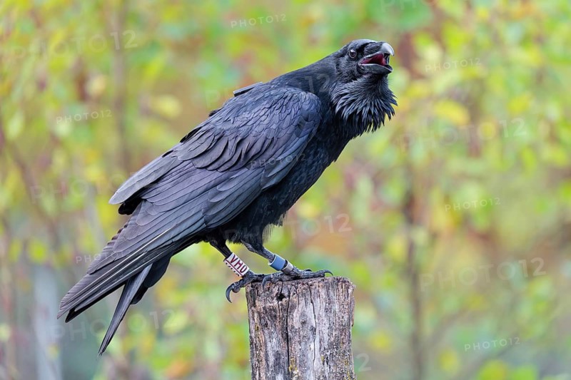 A common raven (Corvus corax) fitted with a GPS transmitter perches on an old fence post amid autumn-colored bushes. Austria