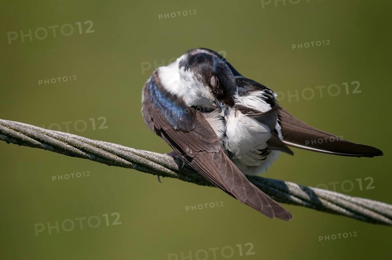 Delichon urbica, house martin, house martins, birds, plumage care, adolescent, juvenile, passeri, preening, swallows, songbirds, birds