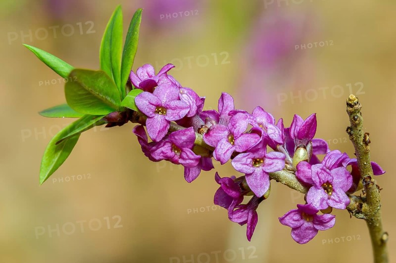 Daphne Mezereum, Real Daphne, February Daphne, Common Daphne, Common Daphne, Cellar Neck, Daphne, Sparrow Tongue, Thymelaeaceae, Flora, Spring, Mezereon, Mezereum, Plants, Spring, Spurge Laurel, Spurge Olive