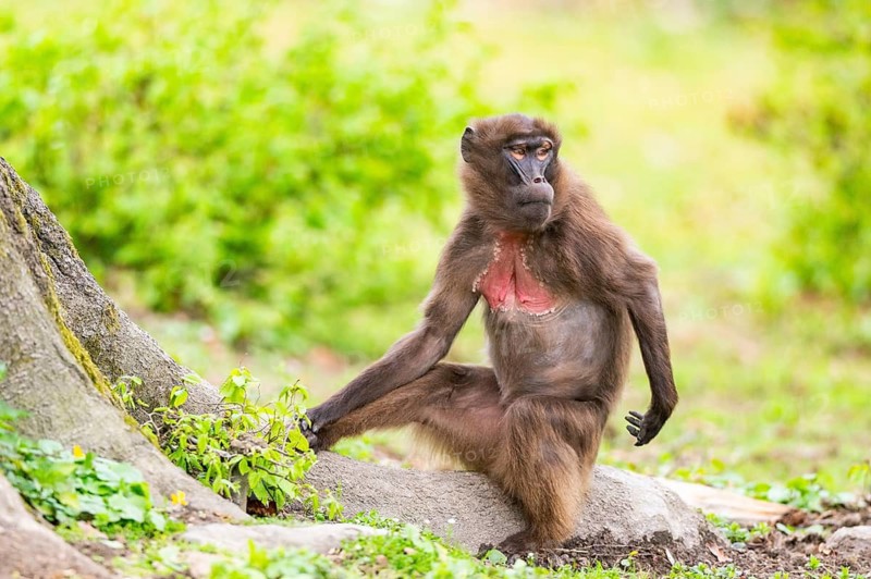 Gelada (Theropithecus gelada) female sitting on the ground, captive, distribution africa