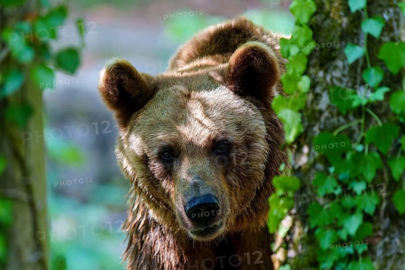 Brown bear (Ursus arctos), Germany, the bear raises its head and peeks out curiously from between the trees
