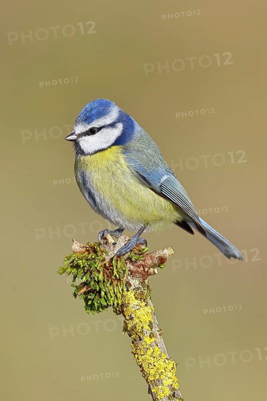 Blue tit (Parus caeruleus), sitting on a branch covered with moss, Wilnsdorf, North Rhine-Westphalia, Germany