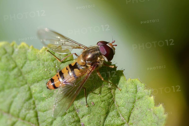 Episyrphus balteatus, common park hoverfly, grove hoverfly, marmalade fly, syrphidae, winter hoverfly, diptera, insects, two-winged birds