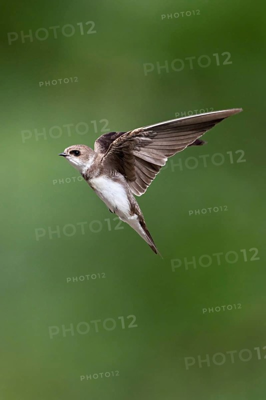 Sand martin (Riparia riparia), in flight, Reussegg nature reserve, Canton Aargau, Switzerland