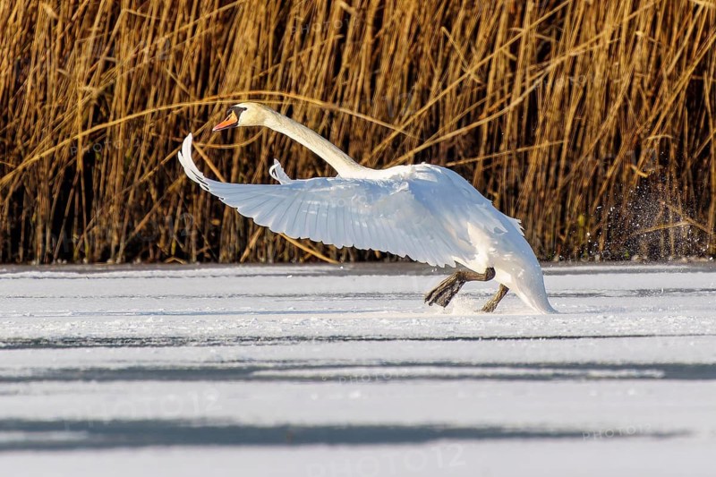 Mute swan (Cygnus olor), wildlife, Germany. A swan lands on a frozen stretch of water, its wings elegantly outstretched