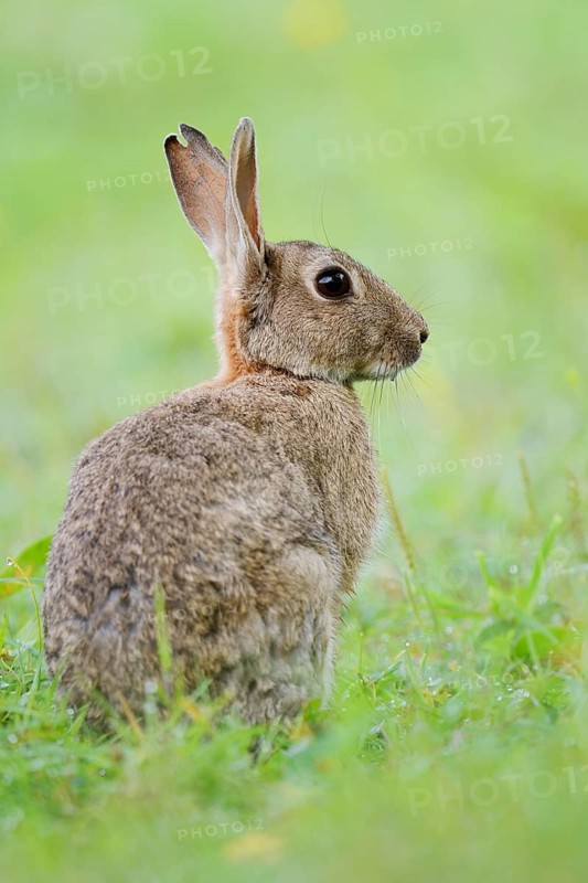 A wild rabbit (Oryctolagus cuniculus) sitting in a meadow, North Rhine-Westphalia, Germany