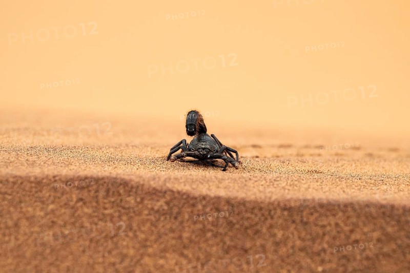 Black scorpion (Parabuthus villosus) running across sand, Namib Desert near Swakopmund, Namibia