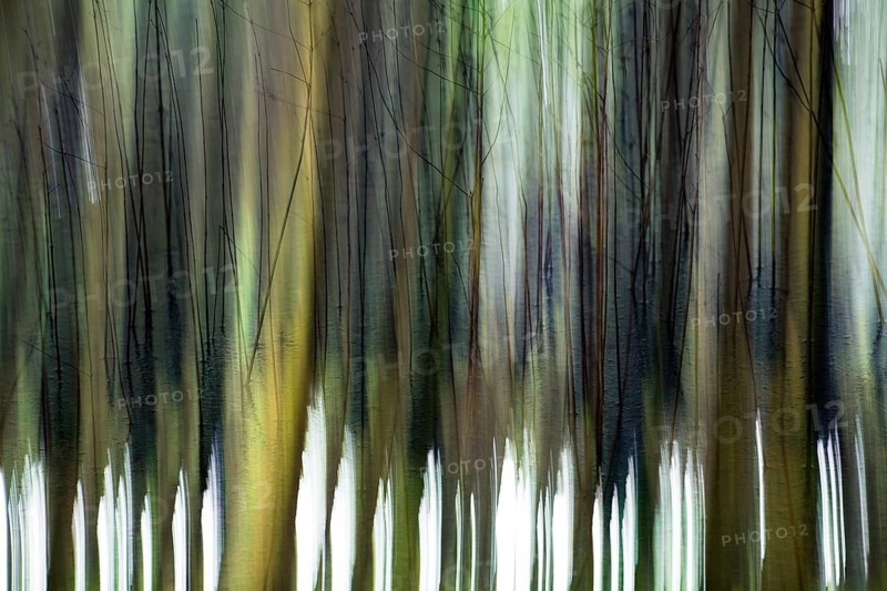 Atmospheric forest, abstract structures, wiping effect, bulb exposure