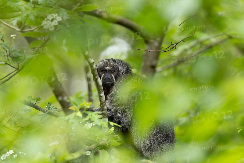 A monkey looks through thick green leaves in the jungle, adult Saki monkey by Isabel's monk, Pithecia Isabela, sitting on a tree, captive, Apenheul, Netherlands