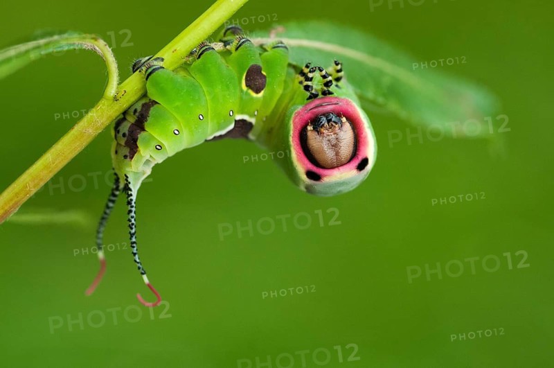 Cerura vinula, forktail, large forktail, notodontidae, puss moth, toothmoth, butterfly, camouflage, inchworm, insects, moths, moths, moths, moths, caterpillar, butterfly, camouflage