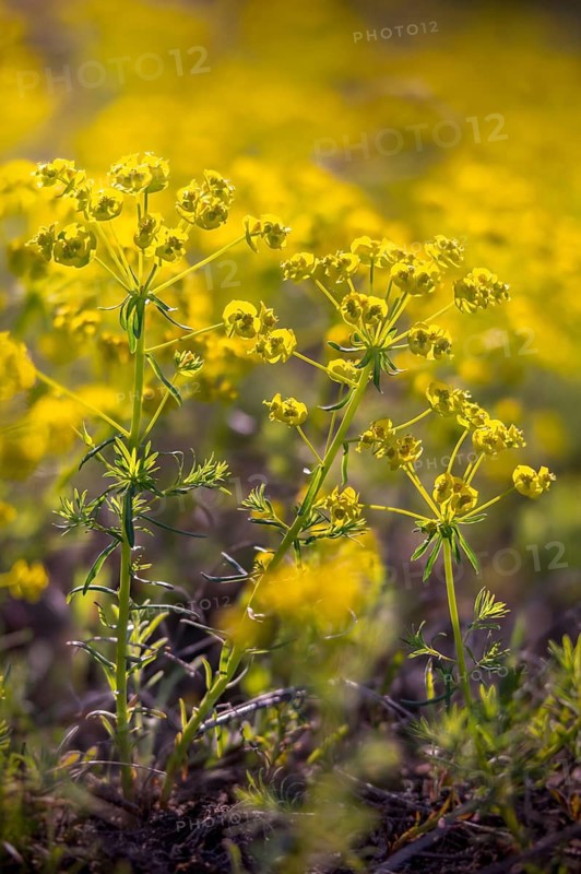 Brandenburg, Germany, Euphorbia cyparissias, Euphorbiaceae, Nabu, Nabu project, national natural heritage, natural paradise Grünhaus, milkweed, cypress milkweed, post-mining landscape, Cypress spurge, flora, green house, high size, portrait format, plants, plants