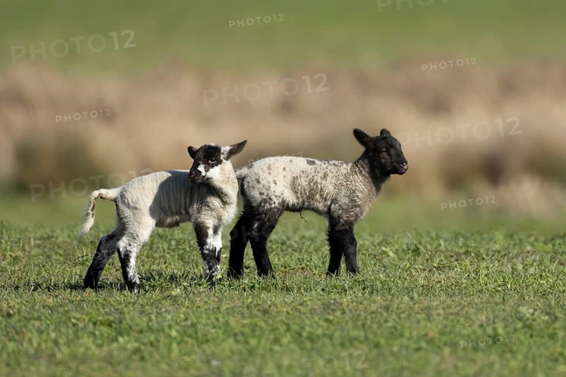 Domestic sheep (Ovis aries) two juvenile baby lambs animals in a grass field, England, United Kingdom