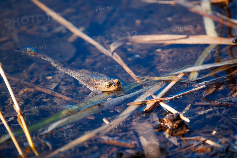 A frog swims in clear water amongst reeds, common toad (Bufo bufo), spawning grounds, close-up, Hesse, Germany