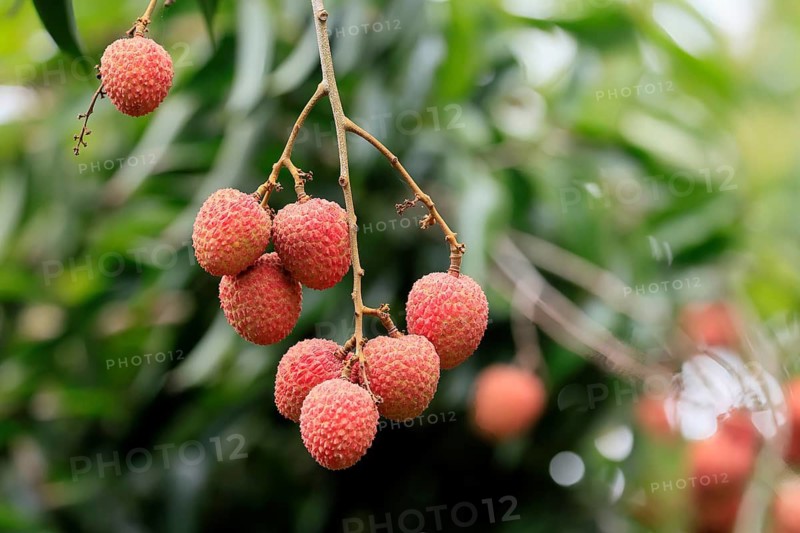 Lychee tree (Litchi chinensis), lychee tree, fruit, ripe, on the tree, Monzi, KwaZulu-Natal, South Africa