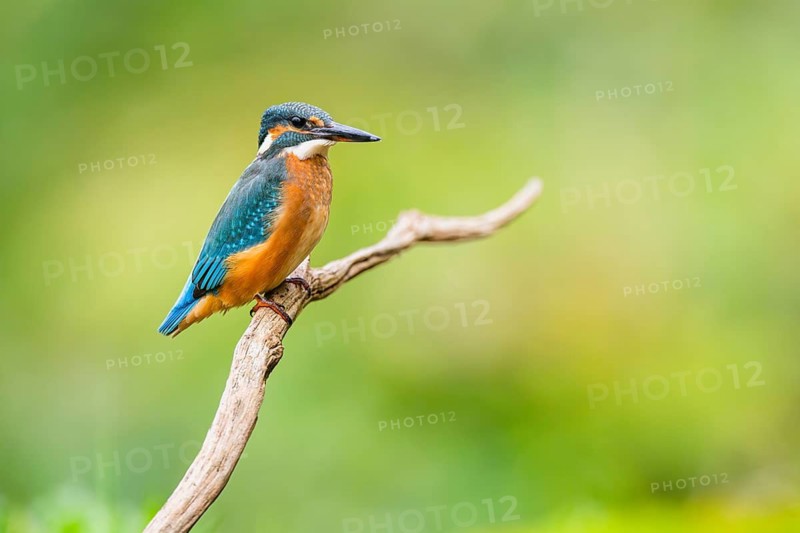 Common kingfisher (Alcedo atthis) sitting on an old wooden branch in late summer, wildife, Bavaria, Germany