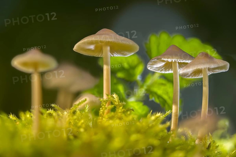 Common Bonnet, Helmet, Mycena Galericulata, Rosy-Gill Fairy Helmet, Toque Mycena, Fungus, Mushrooms