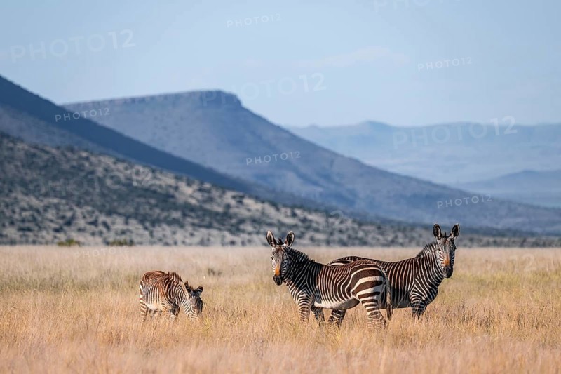 Cape Mountain Zebra (Equus zebra zebra), adult animal, Mountain Zebra National Park, Eastern Cape, South Africa