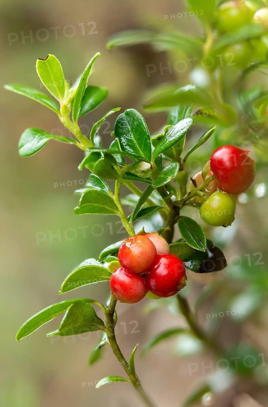 Ericaceae, heather family, lingonberry, vaccinium vitis-idaea, berry, cowberry, flora, high size, vertical format, lingonberry, mountain cranberry, partridgeberry, plants, plants