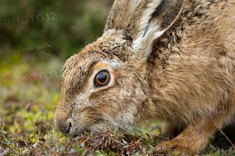European brown hare (Lepus europaeus) adult animal feeding in a grass field, England, United Kingdom