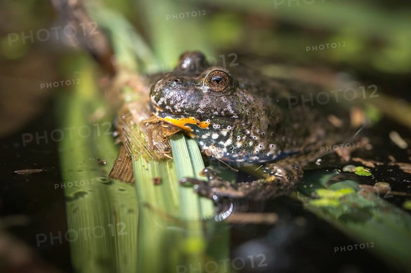 Bombina bombina, fire-bellied toad, red-bellied toad, lowland toad, amphibians, amphibians, amphibians, amphibians