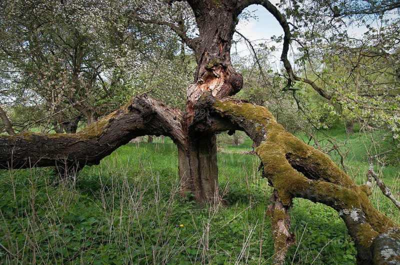 Deadwood, landscape, meadow orchard, mixed fruit, orchard, dead wood