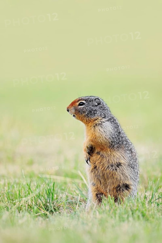 Columbia ground squirrel (Urocitellus columbianus, Spermophilus columbianus) standing upright in a meadow, Waterton Lakes National Park, Alberta, Canada