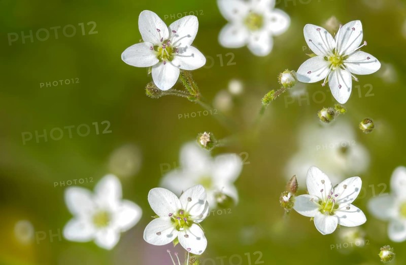 Caryophyllaceae, spring yeast, calamine spring weed, Harzer spring weed, cupriot flower, minuartia verna subsp hercynica, clove family, spring sandwort, flora, plants, plants