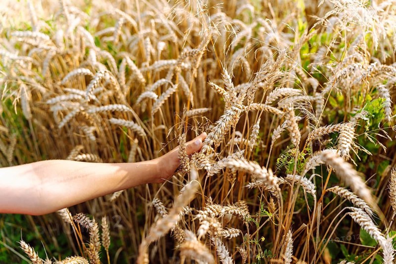 A child hand touches ripe ears of wheat in a grain field. A hand reaches into a golden wheat field, gently touching ripe heads of grain. The tall stalks sway in warm light, creating a soft harvest atmosphere. Dense clusters of wheat fill the frame, highlighting texture, color and the connection between human presence and the natural landscape