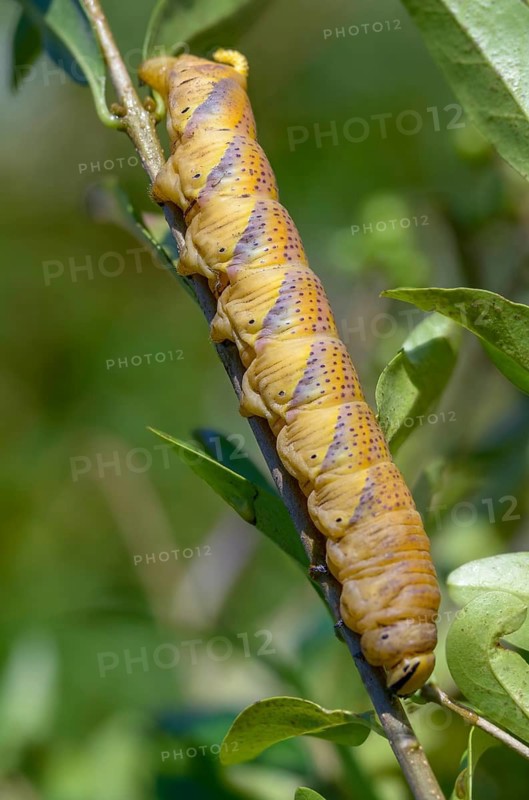 Acherontia atropos, death's-head hawkmoth, greater death's head hawkmoth, sphingidae, skull owl, high size, portrait format, inchworm, insects, moths, moths, moths, moths, caterpillar, butterflies, swarmers, in front of pupation