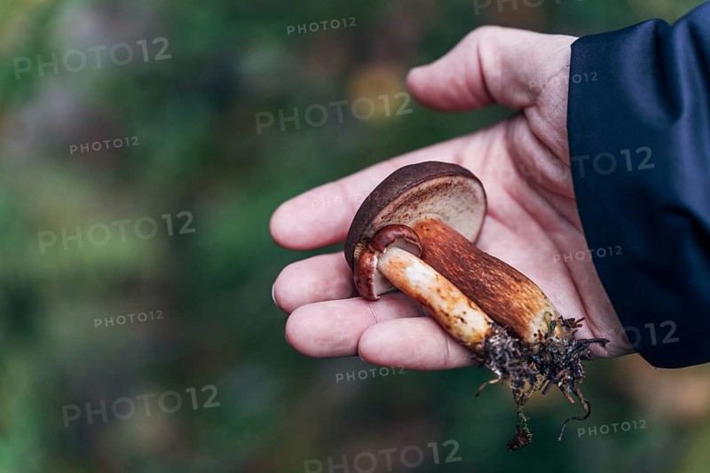 Mans hand holding freshly picked birch boletes (Leccinum scabrum) in autumn forest