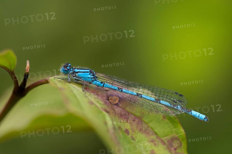 Mug azure maiden, common blue damselfly, enallagma cyathigerum, northern flower, damselflies, dragonflies, insects, dragonflies, odonata, zygoptera