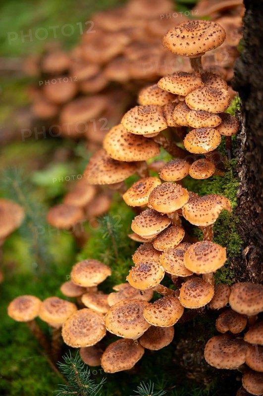 Armillaria ostoyae, Armillaria polymyces, Armillaria solidipes, brown honey mash, dark honey mesh, common honey mash, softwood honey mash, fungi, fungus, high size, vertical format, mushrooms