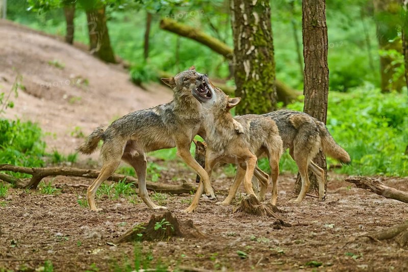 Three wolves interacting in a combative or playful manner, summer, wolf (Canis lupus), Germany