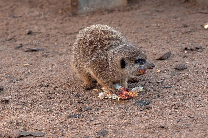Meerkats (Suricata suricatta) feeding, Nuremberg Zoo, Middle Franconia, Bavaria, Germany. PR available