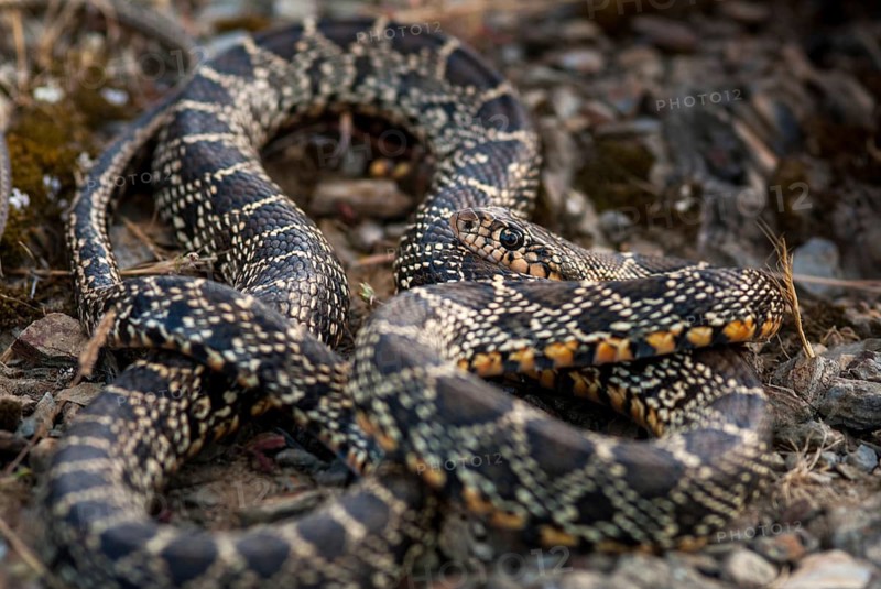 Coluber Hippocrepis, Hemorrhois Hippocrepis, Horseshoe Snake, Horseshoe Snake, Critters, Extremadura, Horseshoe Whip Snake, Reptilia, Reptiles, Snakes, Spain