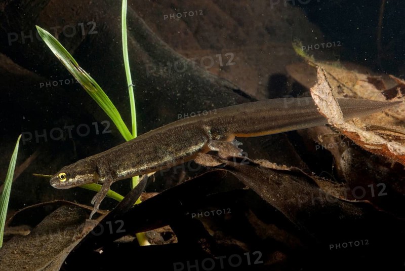 Lissotriton vulgaris meridionalis, Lissotriton vulgaris schreiberi, Schreiber's pond newt, smooth newt, pond newt spec., amphibians, caudata, female, amphibians, newts, tail amphibians, water newts, female